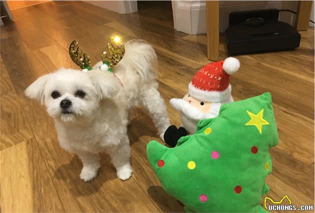 小狗coco的成长过程