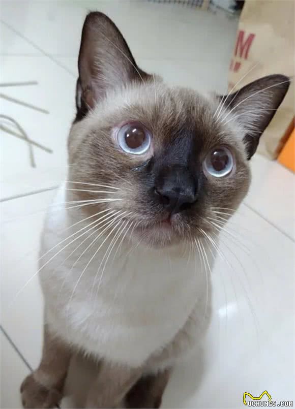 暹罗猫剃完毛后秒变“补丁猫”！主人哭惹：怎么会这样