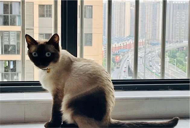 暹罗猫剃完毛后秒变“补丁猫”！主人哭惹：怎么会这样