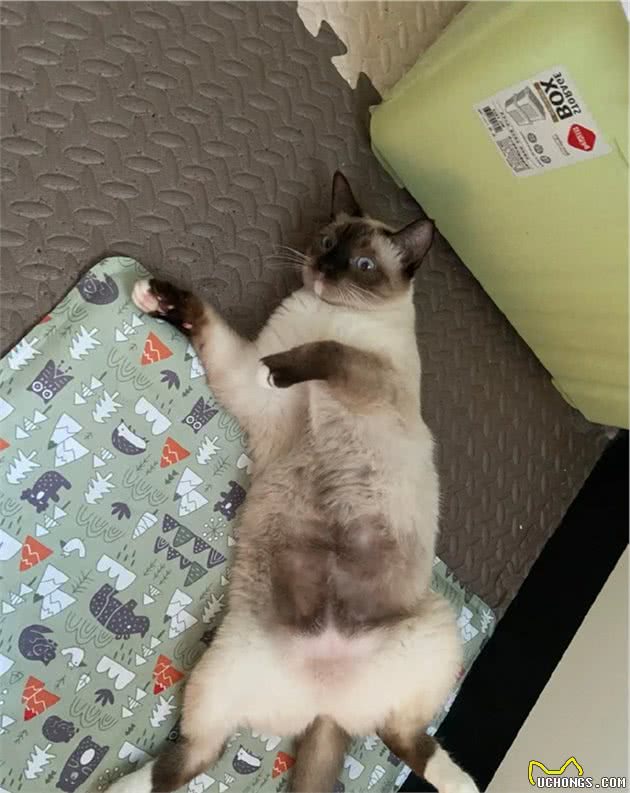 暹罗猫剃完毛后秒变“补丁猫”！主人哭惹：怎么会这样