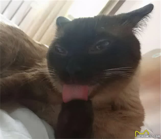 暹罗猫剃完毛后秒变“补丁猫”！主人哭惹：怎么会这样