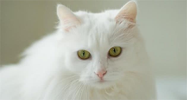 你可能不知道，公猫被绝育后，仍然有生育能力
