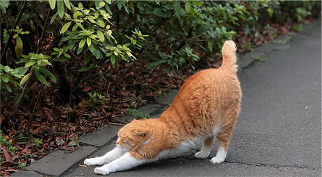 猫拉屎太臭怎么办？猫屎很臭是什么原因？