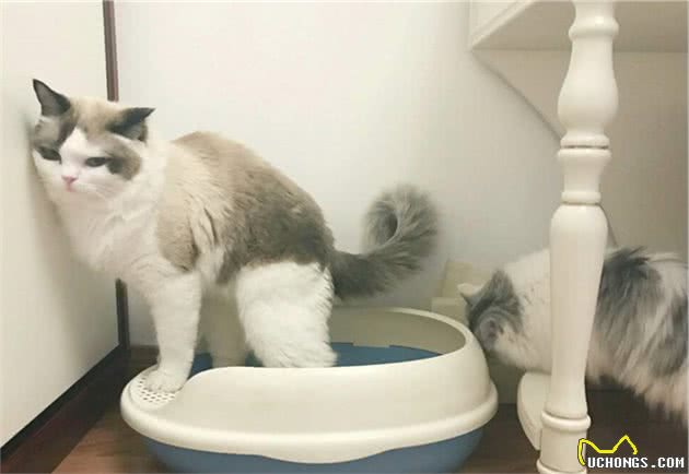 猫拉屎太臭怎么办？猫屎很臭是什么原因？
