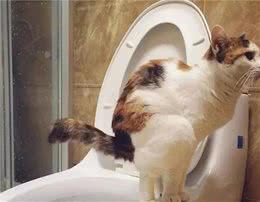 猫拉屎太臭怎么办？猫屎很臭是什么原因？