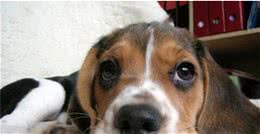 狗狗为什么会消化不良？如何解决狗狗消化不良？这6个小妙招收好