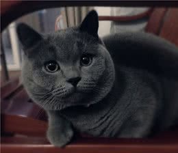 英短猫有这几个行为，是把你当“佣人”了