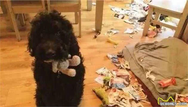 养贵宾犬，奉劝你别养公的，问题特别多