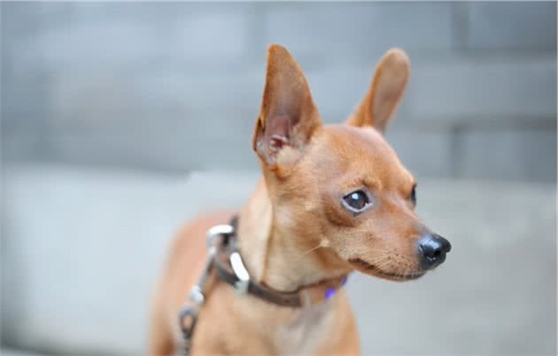 养小型犬，就选择这6种，个个忠心又可爱
