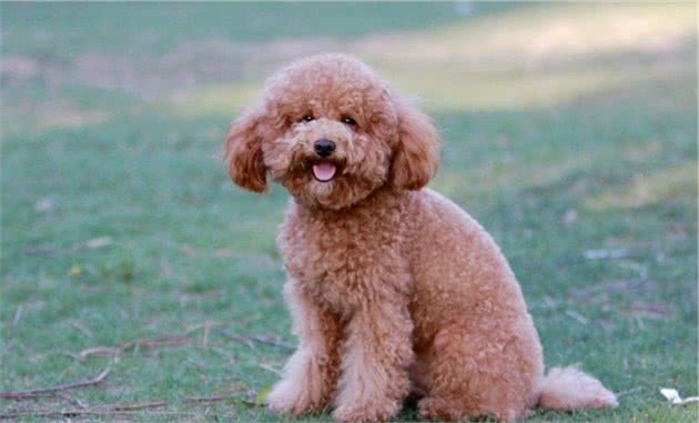 养小型犬，就选择这6种，个个忠心又可爱
