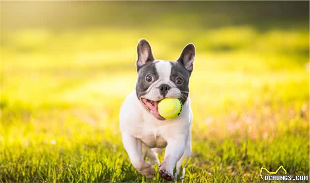 养小型犬，就选择这6种，个个忠心又可爱