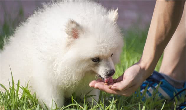 狗狗食欲大增，并非只为了长身体，自身可能处于生病状态