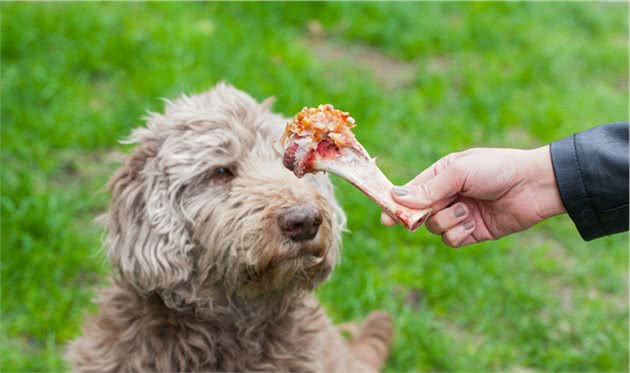 狗狗食欲大增，并非只为了长身体，自身可能处于生病状态