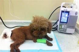 泰迪犬这几个症状，说明身上全是“寄生虫”！得赶紧驱虫