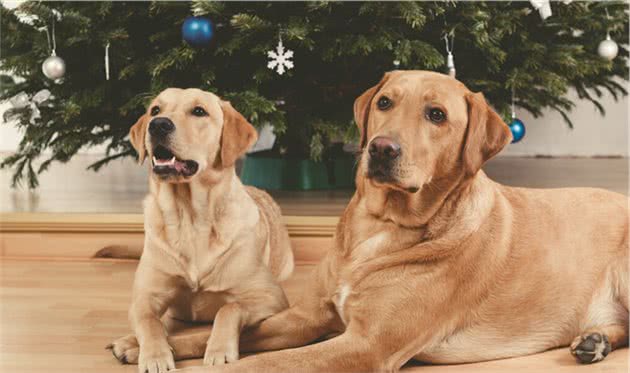 告诉你一个秘密！其实“拉布拉多犬”比“金毛犬”好养