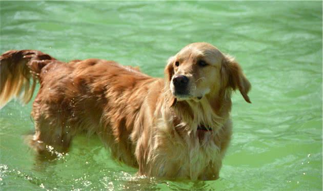 告诉你一个秘密！其实“拉布拉多犬”比“金毛犬”好养