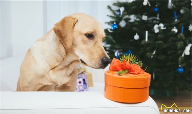 告诉你一个秘密！其实“拉布拉多犬”比“金毛犬”好养