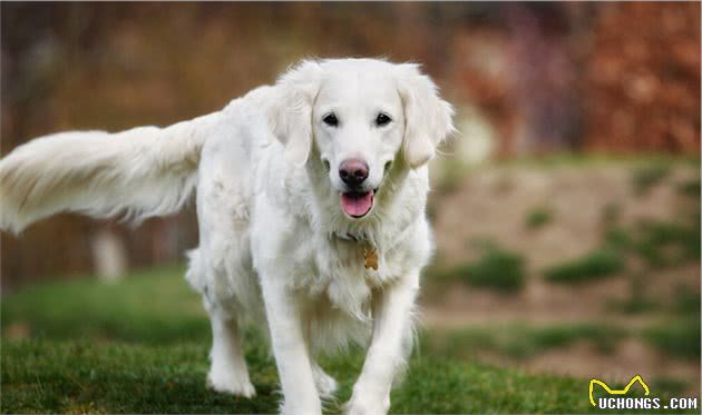 告诉你一个秘密！其实“拉布拉多犬”比“金毛犬”好养