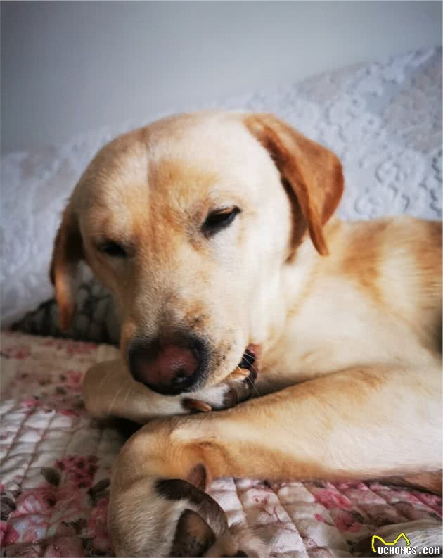 告诉你一个秘密！其实“拉布拉多犬”比“金毛犬”好养