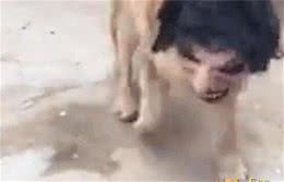 人头狗面，疑似为了吸引人眼球一种虚构狗