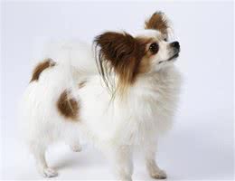 养蝴蝶犬的人变少，离不开这几个原因