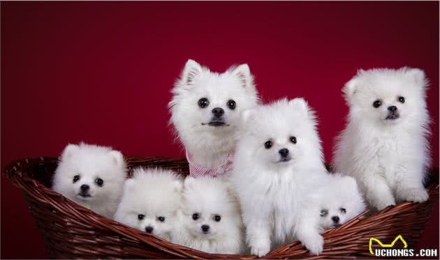 博美幼犬吃什么狗粮好，要根据狗狗的体质确定，不能选择的太盲目