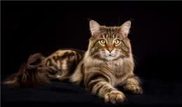 缅因猫怎么来的？说出来你可能不信