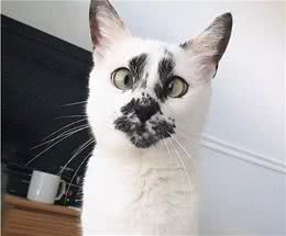 奶牛猫，一种颜值忽高忽低的存在，你养的猫是什么样子的？