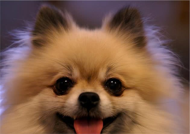 让博美犬毛发更漂亮的，6大要素