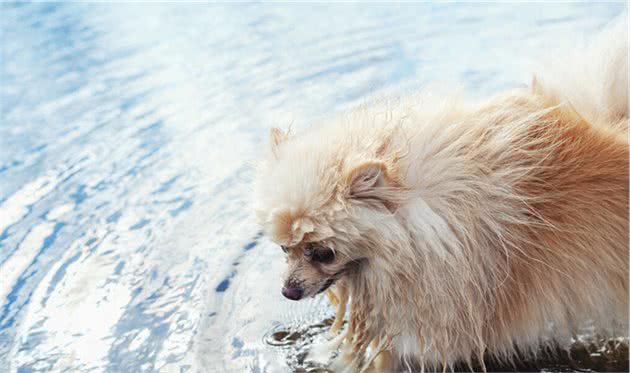 让博美犬毛发更漂亮的，6大要素