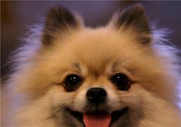 让博美犬毛发更漂亮的，6大要素