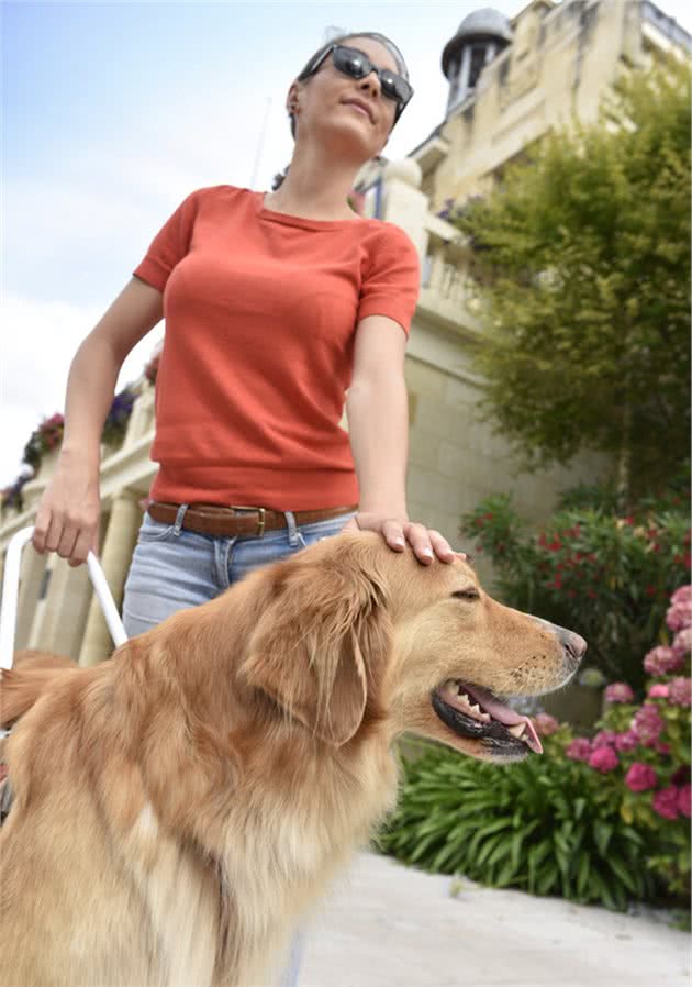 导盲犬的训练以及作用都有哪些？在路上遇到导盲犬又应该怎么做？