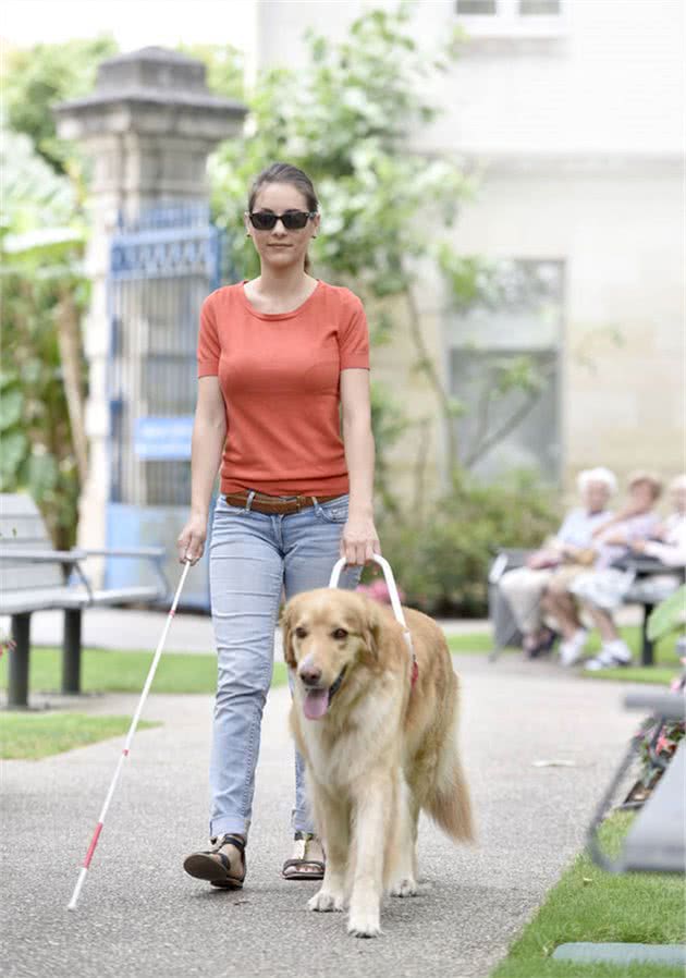 导盲犬的训练以及作用都有哪些？在路上遇到导盲犬又应该怎么做？