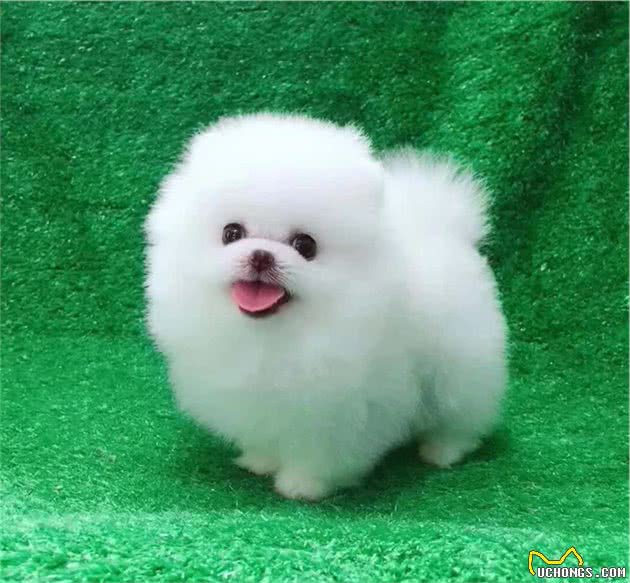 博美晚上不停地咳嗽，经检查，竟然疾病已经如此严重