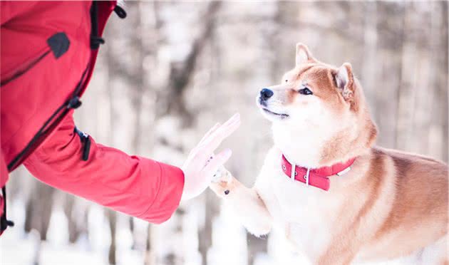 柴犬遇到漂亮女孩便跟着跑了，撒手没名不虚传，对美食美女不设防