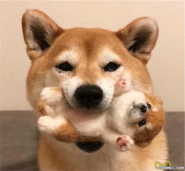 柴犬遇到漂亮女孩便跟着跑了，撒手没名不虚传，对美食美女不设防