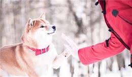 柴犬遇到漂亮女孩便跟着跑了，撒手没名不虚传，对美食美女不设防
