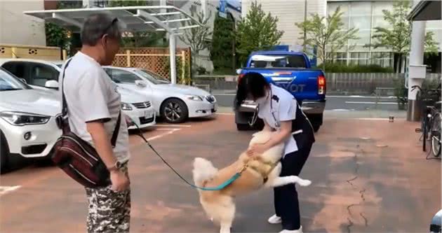 秋田犬去医院打针，中途换成“男医生”后，狗子的表情变了
