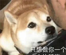 狗狗喜欢舔你，原来藏着许多“秘密”，喜欢你只是其中一个理由