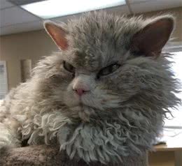 养一只长相有点凶的小猫咪是什么感受？