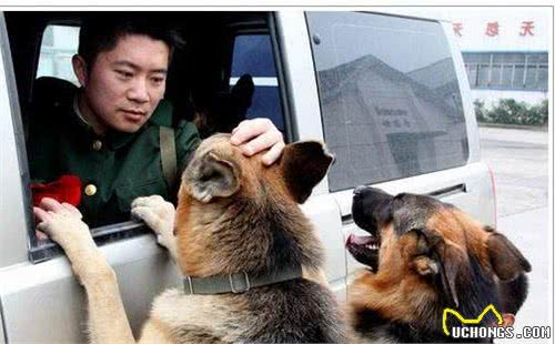 狗界“最贵”的5种狗狗，养的都是土豪，你家狗子榜上有名吗？