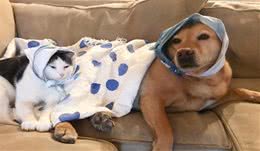 为了留在新家，流浪猫放下尊严，每天勤勤恳恳帮狗狗舔毛