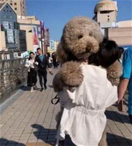 狗狗常见的4种“撒娇动作”，狗狗没对你做过的话，就要反思了
