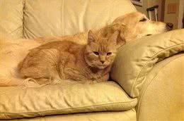 老黄金猎犬痛失猫咪挚友，整日消沉悲伤，直到主人带给它新的猫