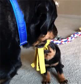 罗威纳犬超小气，连玩具都不给狗宝宝！其实是父爱如山