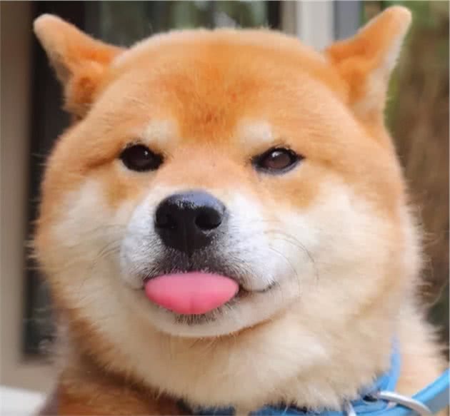 还在为狗狗驱虫烦恼？涨姿势