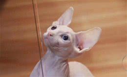 最丑的2种猫主子，性格却好到极致，猫主子：我很丑但我很温柔