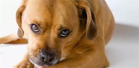 狗狗也总是舔毛？背后的4个原因，不是你想得那么简单