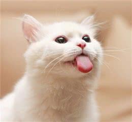 猫咪品种大全：大家都是串出来的