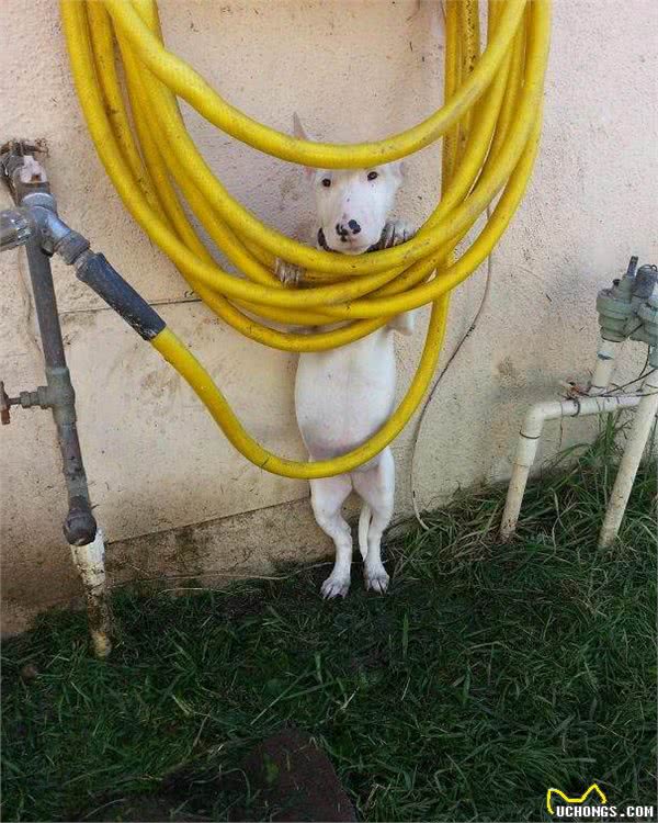 狗狗什么都会怕，它们的表情很生动喔